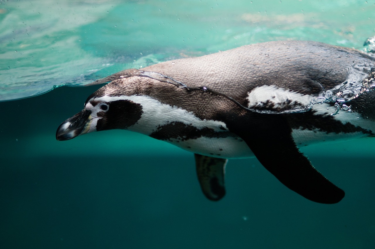 A penguin swimming in the water
AI-generated content may be incorrect.