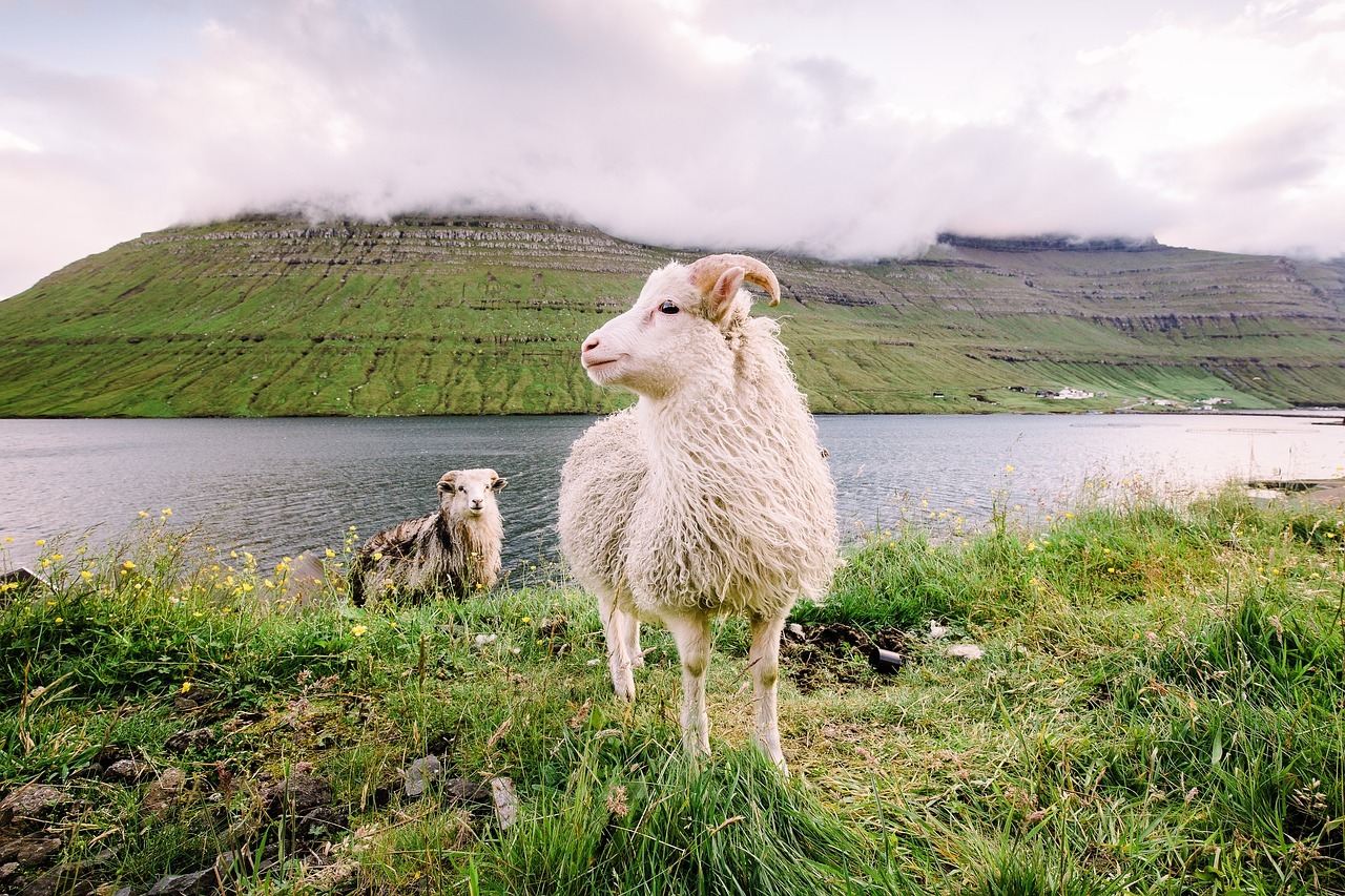 A sheep standing on grass by water
AI-generated content may be incorrect.