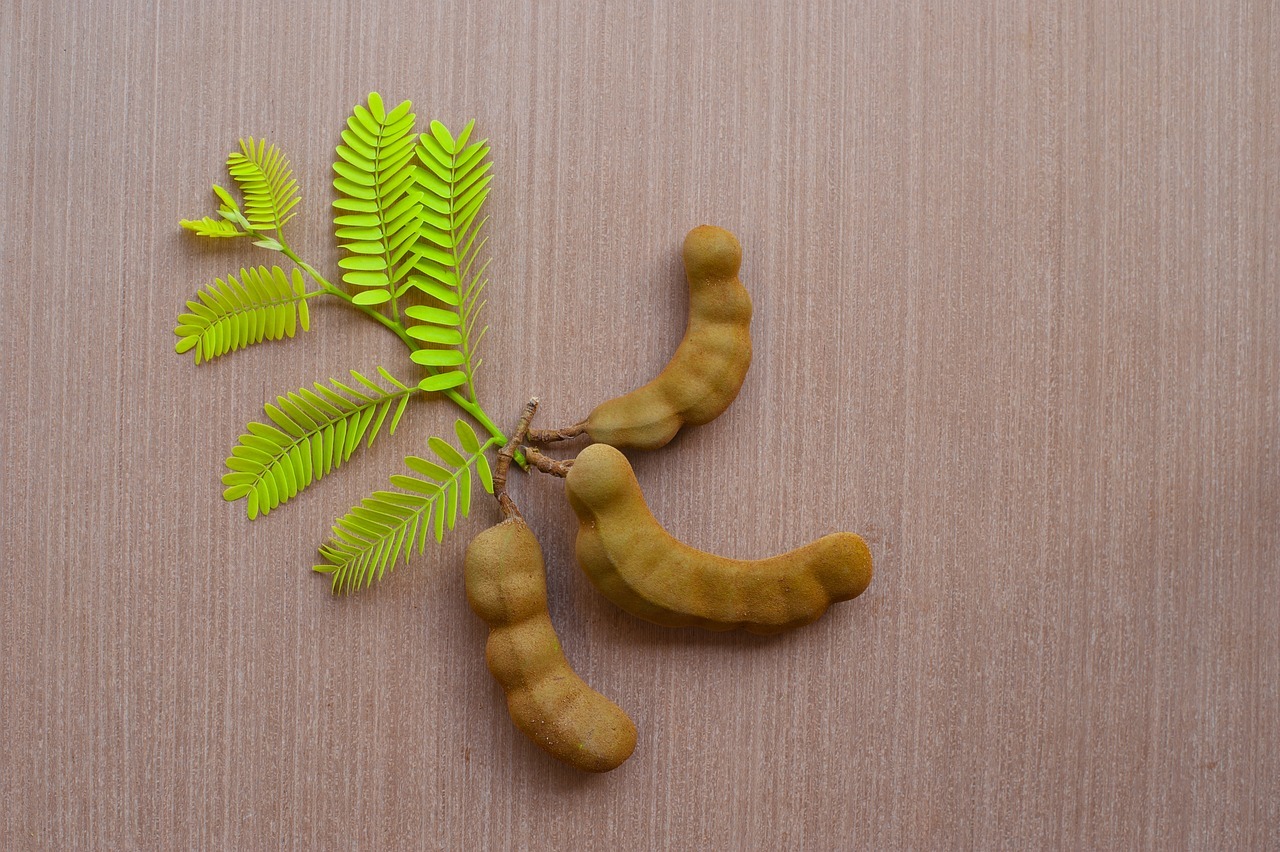A tamarind on a branch
AI-generated content may be incorrect.